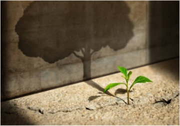 Tiny plant growing from a crack & casting the shadow of a tree